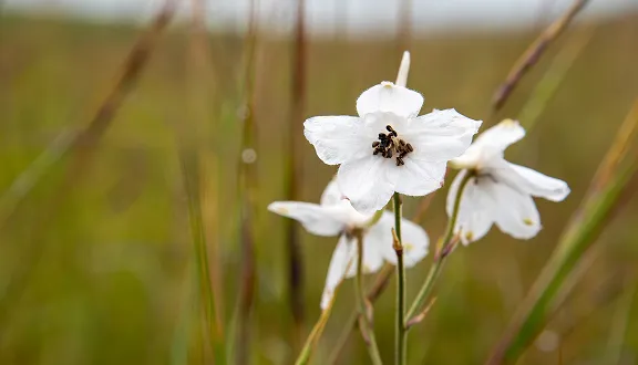 White wildflower against a blurred green background