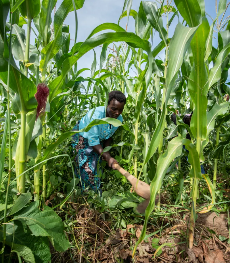 A woman works among tall maize plants, hoeing the soil and clearing weeds by hand.