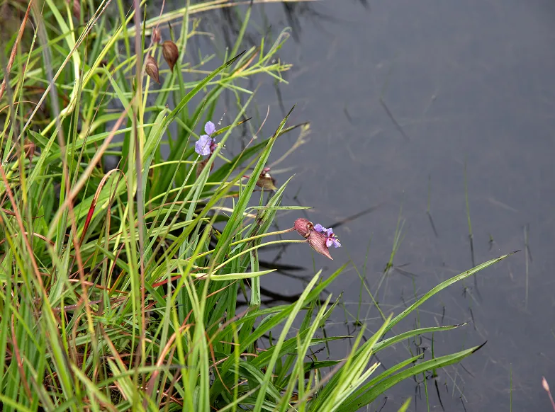 Three with purple, and red flowers